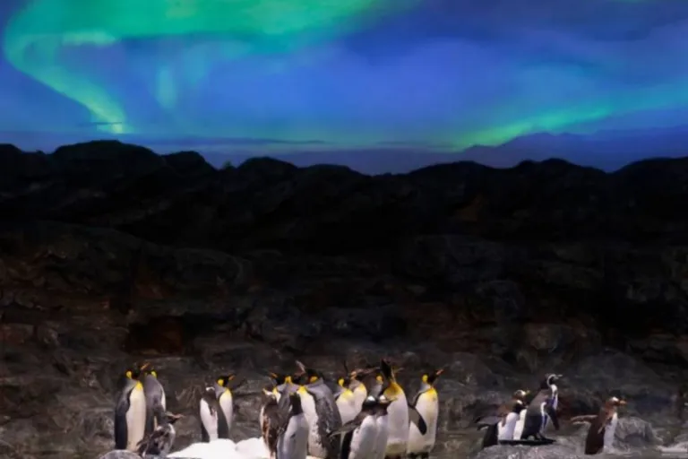 mandai singapore penguin