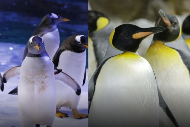 mandai singapore penguin