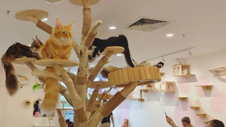 cat tower in a cat cafe
