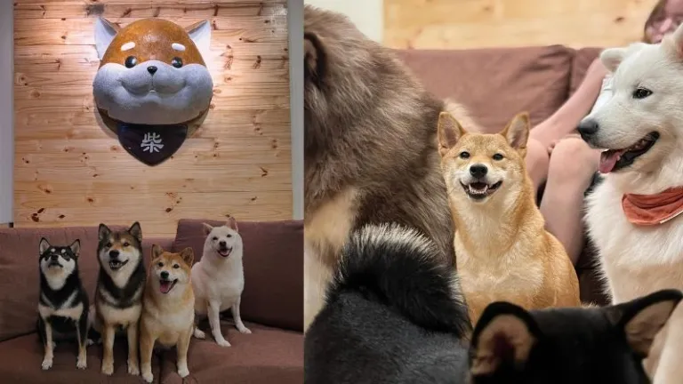 shiba inu cafe