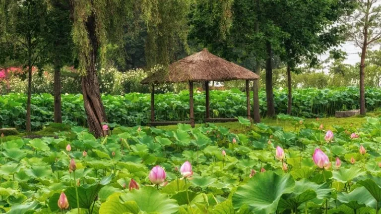 lotus flowers blooming