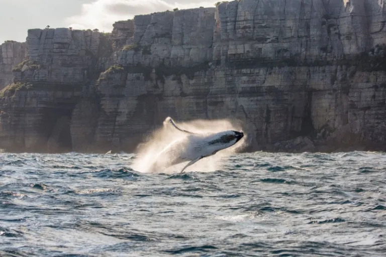 whale jumping from the water