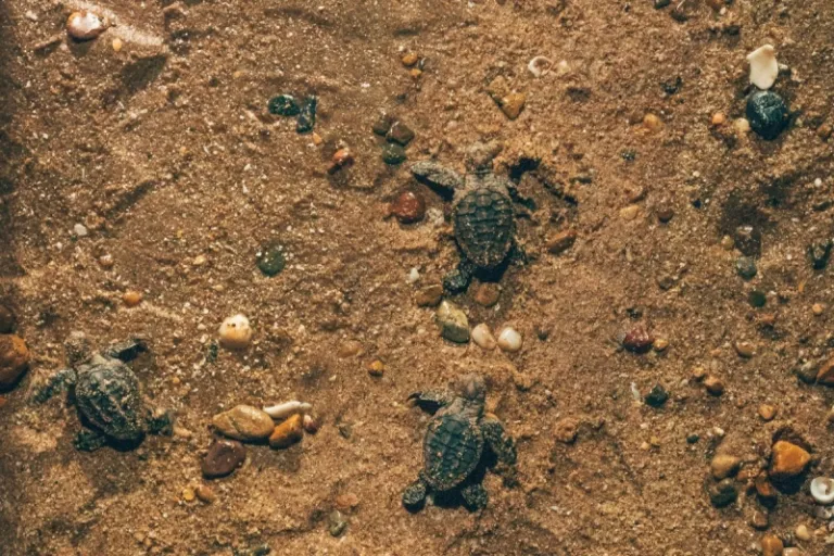 baby turtles in sand
