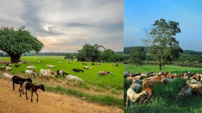 green fields with sheep