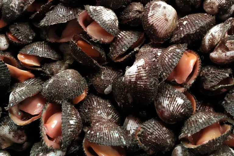 Kerang Bulu bintan