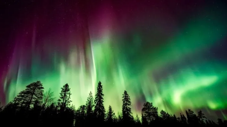 northern lights over trees