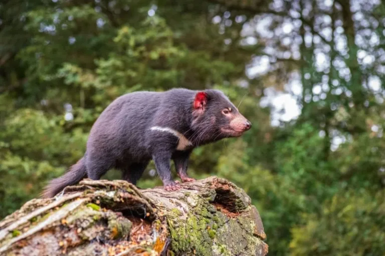 tasmanian devil