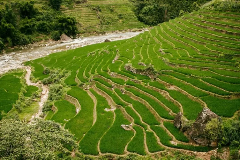 rice terrace china