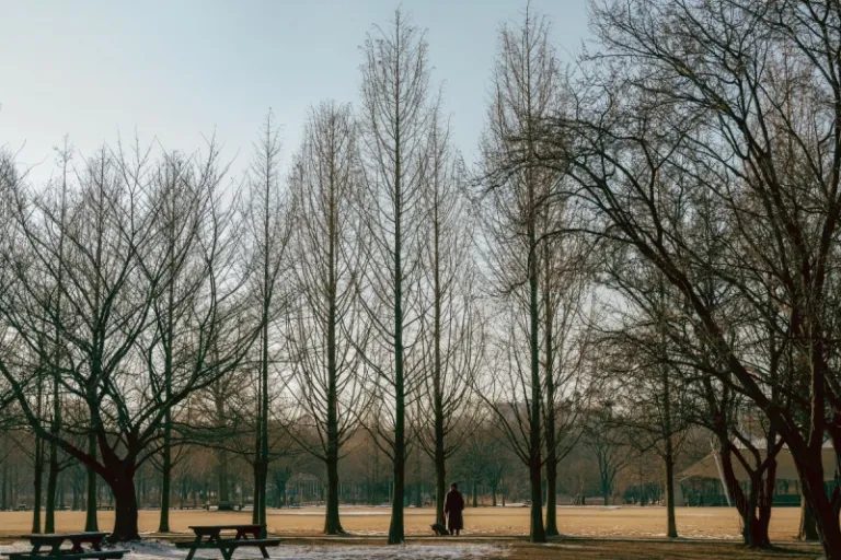 seoul forest