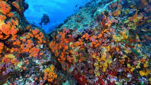 Image for article 10 Epic Water Activities in Southeast Asia: From Diving to River Cruising