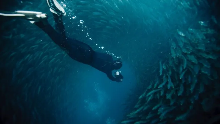swimming in a school of sardines