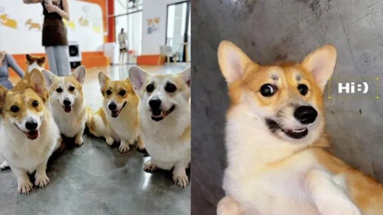 corgis