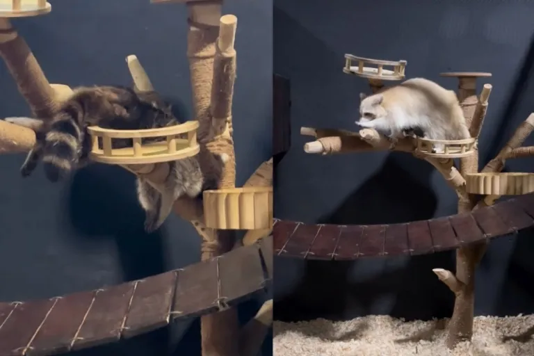 petting zoo mount austin