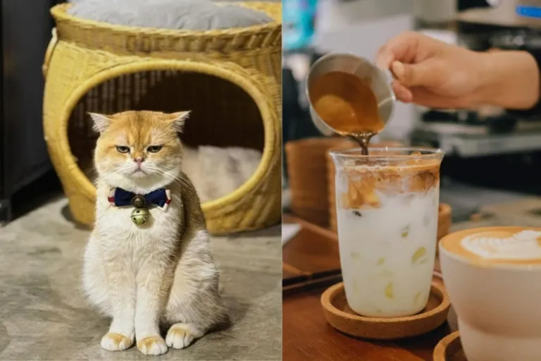 jb cat cafe