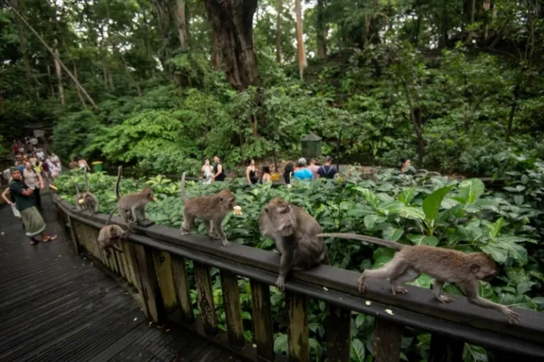 monkey forest ubud