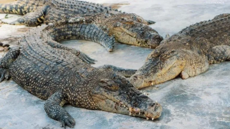 crocodiles