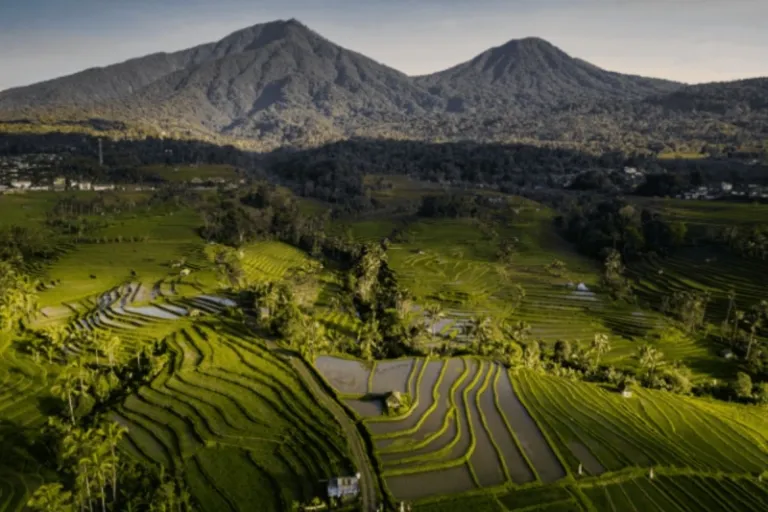 bali rice terraces