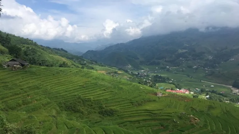 green rice fields valley