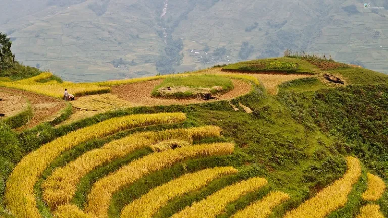 golden rice terrace fields