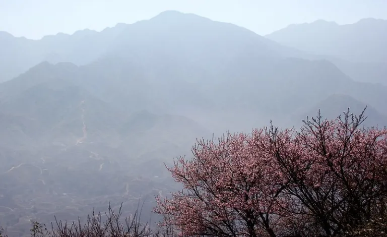 cherry blossom mountain