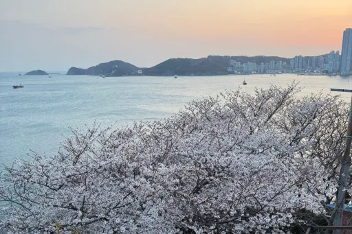 Image for article Reasons Busan Stole My Heart (And Should Be on Your Korea Bucket List!)