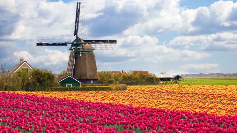 Tulip Bloom in the Netherlands