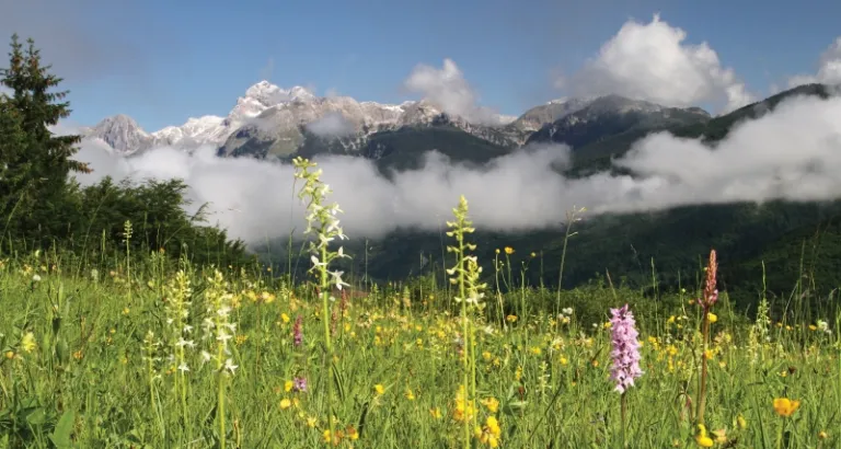 Alpine Wildflowers bloom Switzerland
