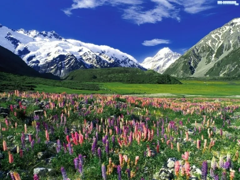 Alpine wildflowers NewZealand