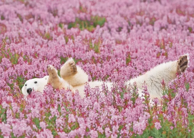 Alpine wildflowers NewZealand