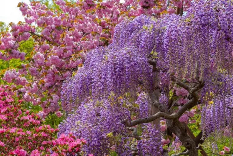 Wisteria Bloom Korea