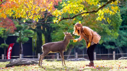 Image for article 7 Top Things to Do in Nara, Japan: A Guide for Singaporeans