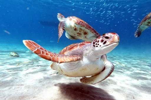 Image for article The Ultimate Youth Adventure Guide to Exploring Sarawak’s Caves, Reefs & Waterfalls!