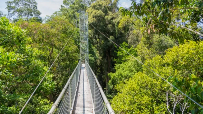 Ulu Temburong National Park Brunei