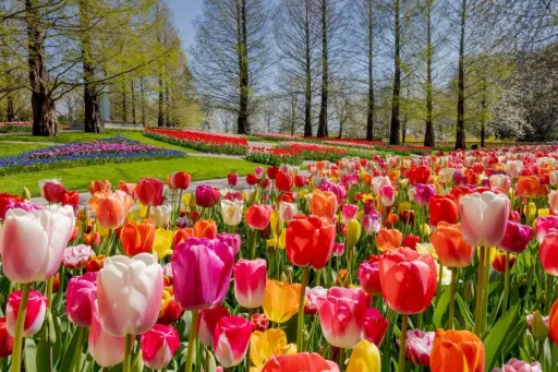 Image for article Tulip Festival Amsterdam 2025: Where to See the Netherlands in Full Bloom