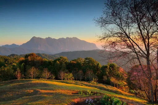 Image for article Thailand’s Hidden Cherry Blossom Paradises