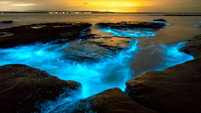 blue tears bioluminesence
