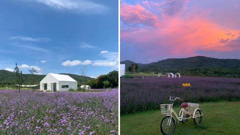 blossom bloom khao yai thailand