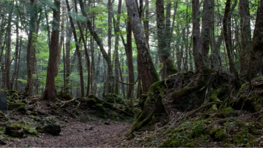 Image for article A Guide to Urban Legends and Supernatural Tales in Japan