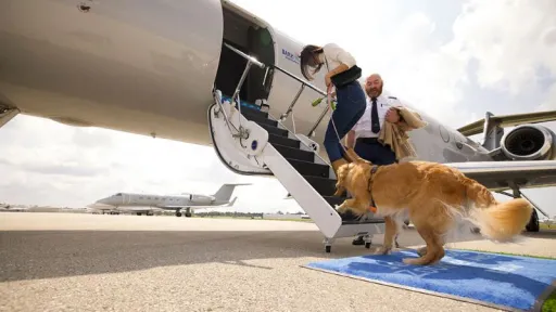 Image for article Bark Air: Everything You Need to Know About The First Luxury Airline for Dogs