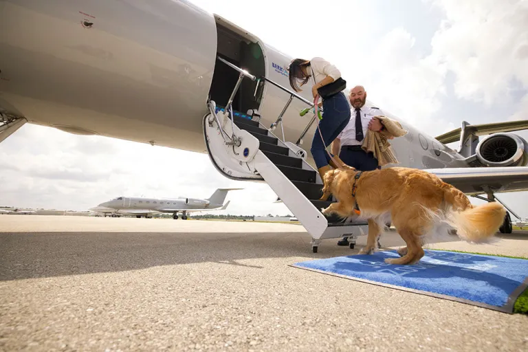 BARK Air: How It Works for Dogs &amp; Their People