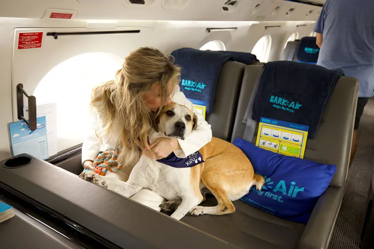 BARK Air: How It Works for Dogs &amp; Their People