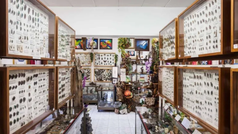 insect museum chiang mai