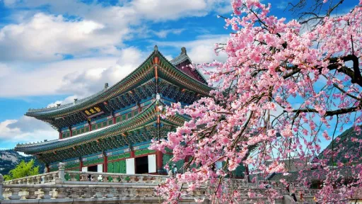 Image for article South Korea Cherry Blossom Forecast 2025: A Guide to When & Where to See the Blooms