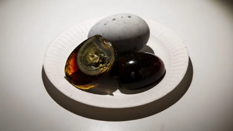 disgusting food museum