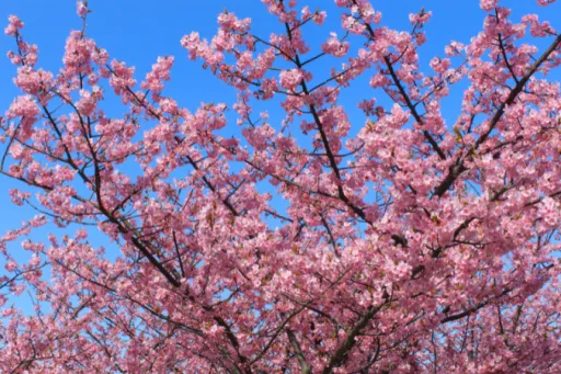 Image for article Where To See The Early Winter Cherry Blossoms Around Japan Before April