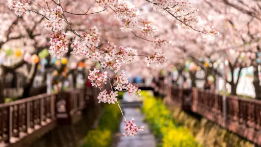 Image for article Airbnbs in Jinhae-gu to Experience the Cherry Blossom