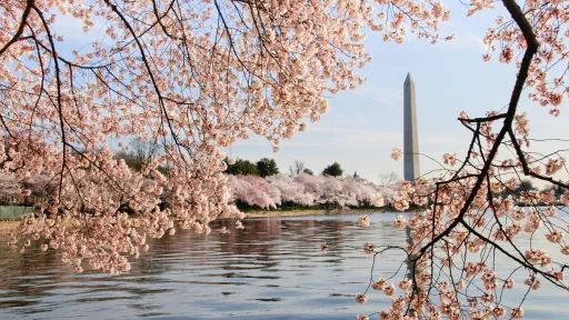 Image for article 8 Best Airbnbs in Washington DC to Experience the Cherry Blossom