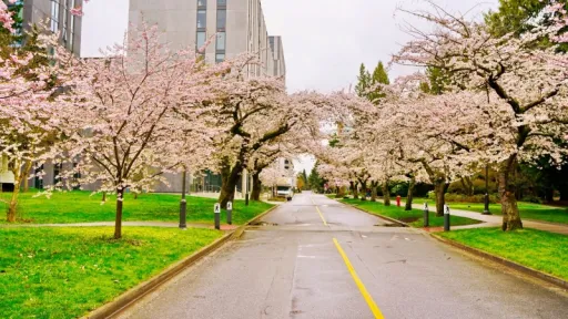 Image for article Best Airbnbs in Vancouver Canada to Experience the Cherry Blossom