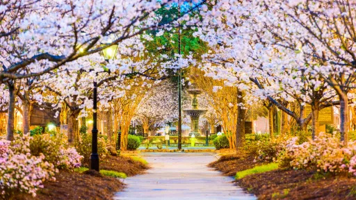 Image for article 8 Best Airbnbs in Macon, Georgia to Experience the Cherry Blossom