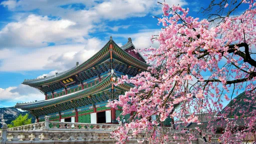 Image for article 8 Best Airbnbs in Seoul to Experience the Cherry Blossom
